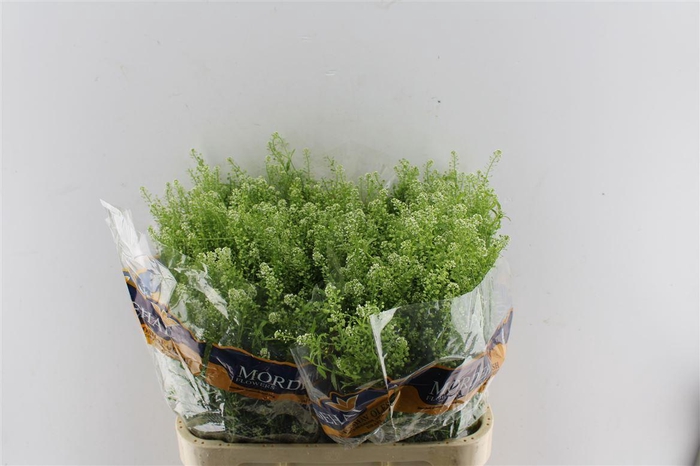 <h4>Thlaspi Green Bell</h4>