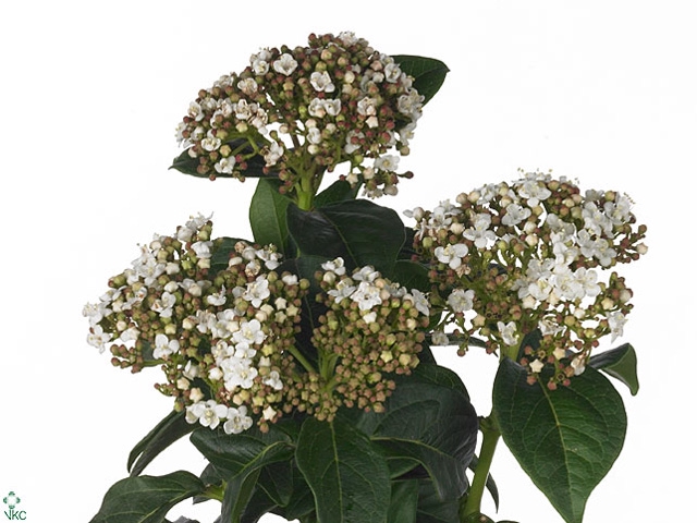 VIBURNUM MACROPHYLLUM 400GR