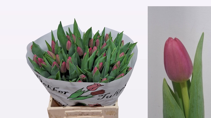 <h4>TU EN LIPSTICK</h4>