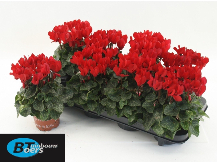 <h4>CYCL KL SUP COMPACT</h4>