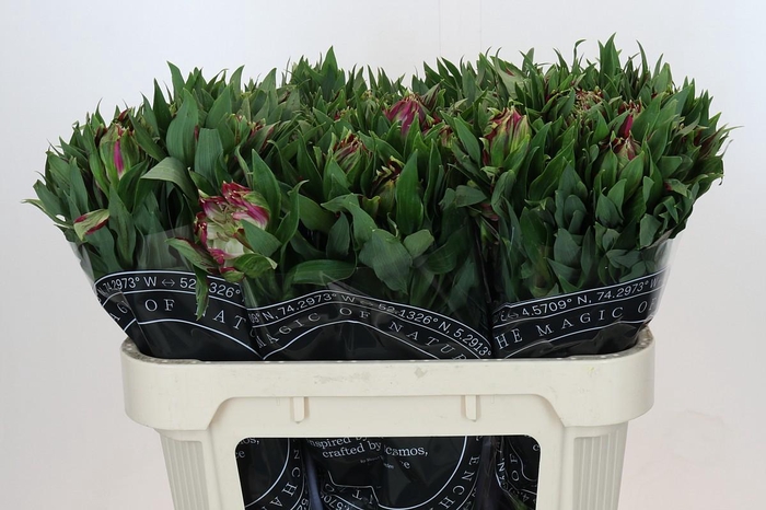 Alstroemeria Astronova Libra