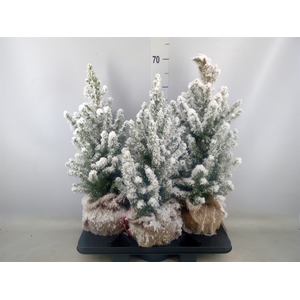 Picea glauca 'Conica'