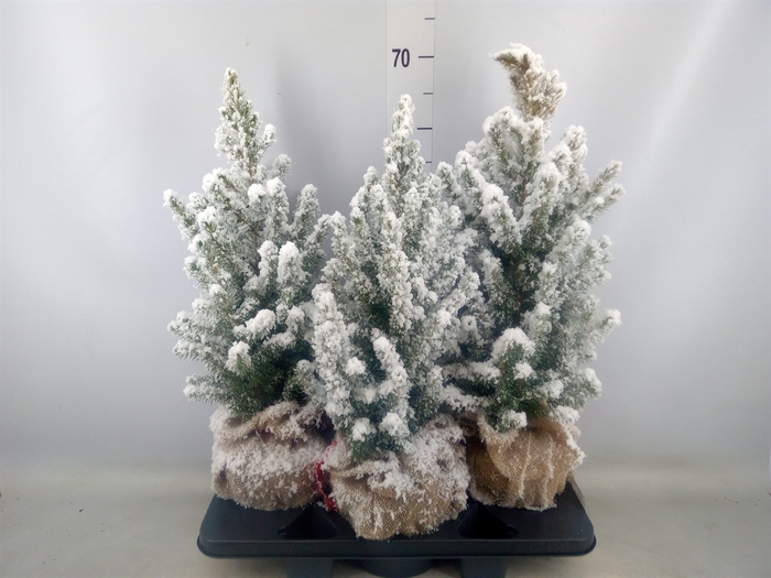 <h4>Picea glauca 'Conica'</h4>