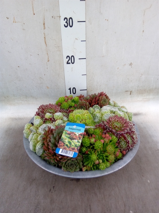 <h4>Sempervivum   ...</h4>