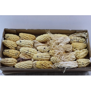 Zea Mays White
