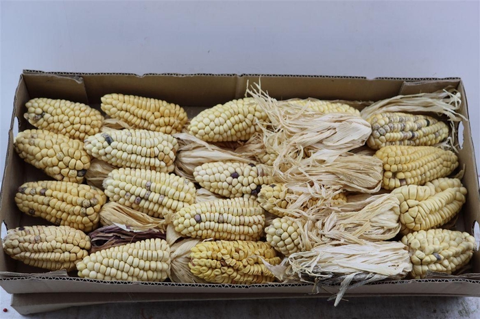 <h4>Zea Mays White</h4>