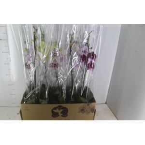 PHALAENOPSIS MIX P12