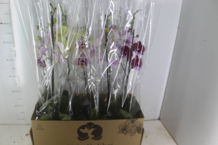 <h4>PHALAENOPSIS MIX P12</h4>