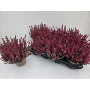CALLU GA G FRANCA