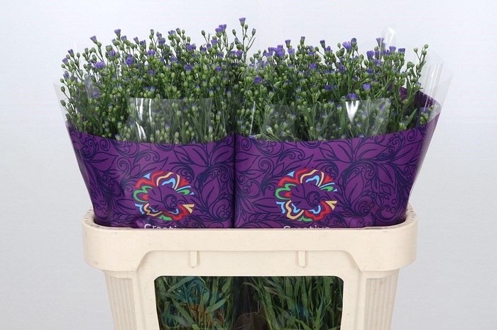 <h4>Aster Casamare</h4>