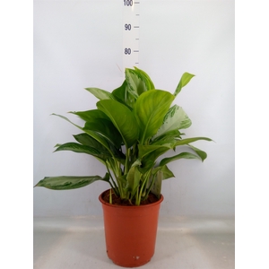 Aglaonema  'Silver Bay'