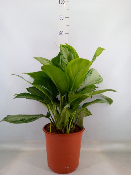 <h4>Aglaonema  'Silver Bay'</h4>