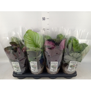 Calathea   ...mix 4