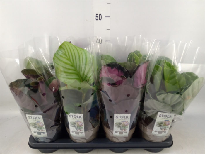 <h4>Calathea   ...mix 4</h4>