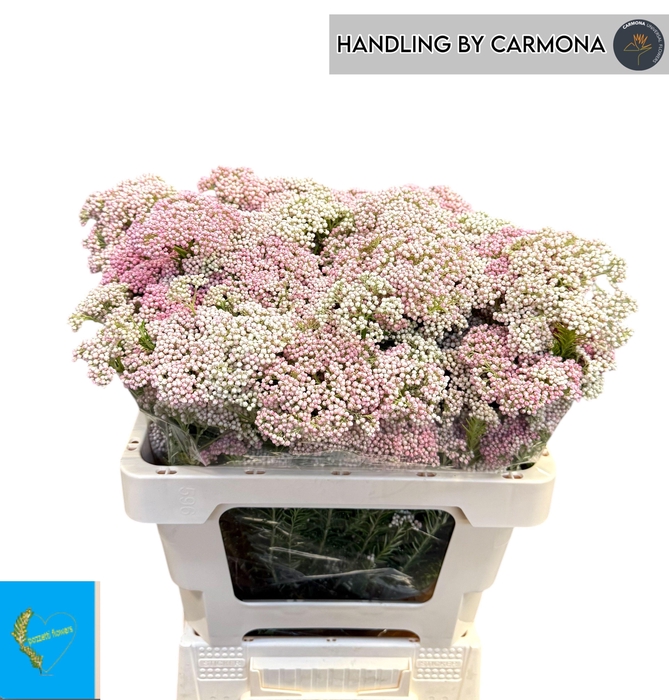 <h4>OZOTH COOKS TALL PIN</h4>