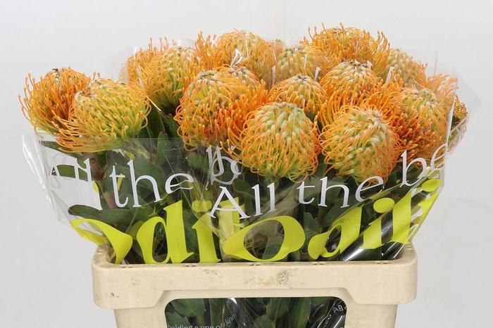 <h4>LEUCO SOLEIL</h4>