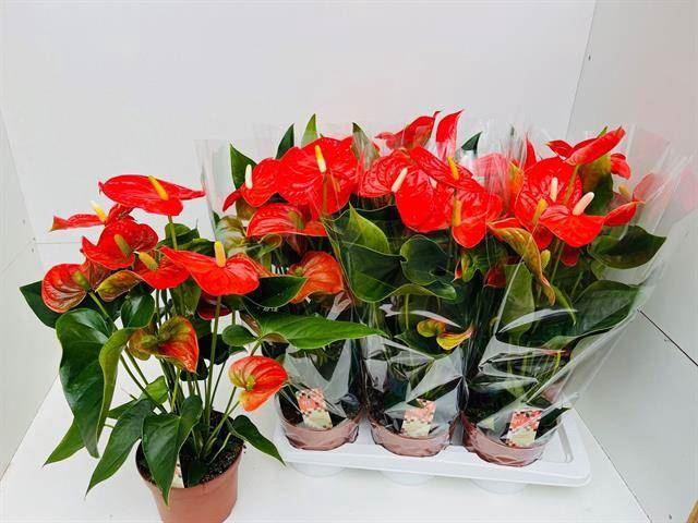 <h4>Anthurium Andr. Florida</h4>