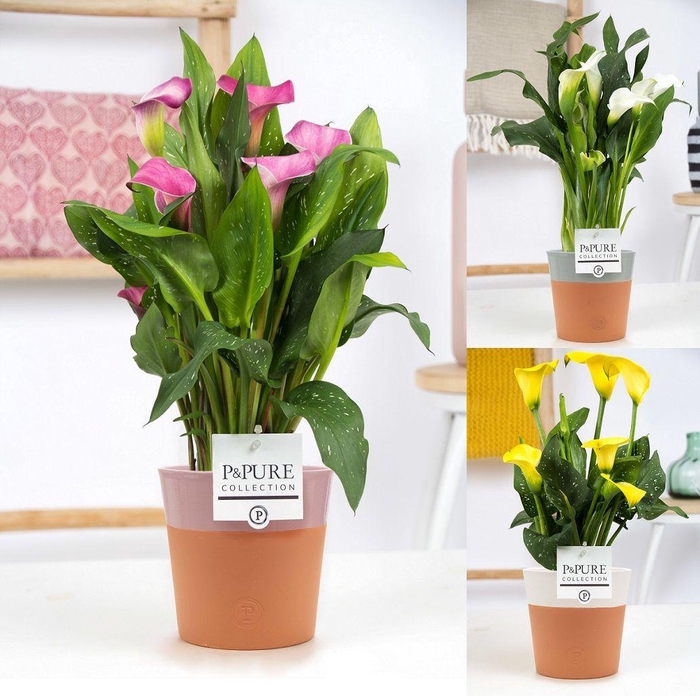 <h4>Zantedeschia mix in P&PURE Terra Cotta 4 ass.3</h4>