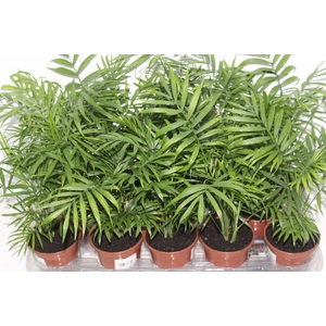 CHAMAEDOREA ELEGANS P11
