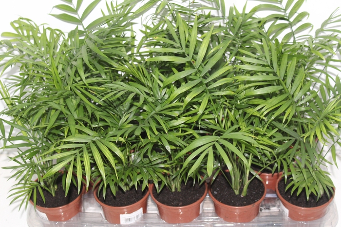 <h4>CHAMAEDOREA ELEGANS P11</h4>