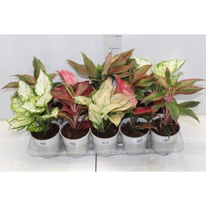 AGLAONEMA VARIADA P12