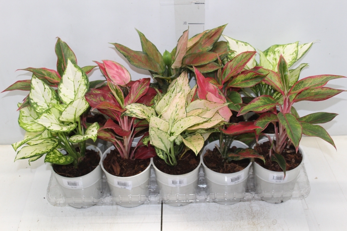 <h4>AGLAONEMA VARIADA P12</h4>