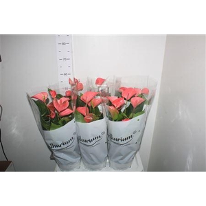 Anthu An Pink Champi 8+