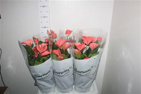 <h4>Anthu An Pink Champi 8+</h4>