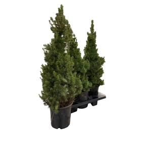 PICEA GL CONICA