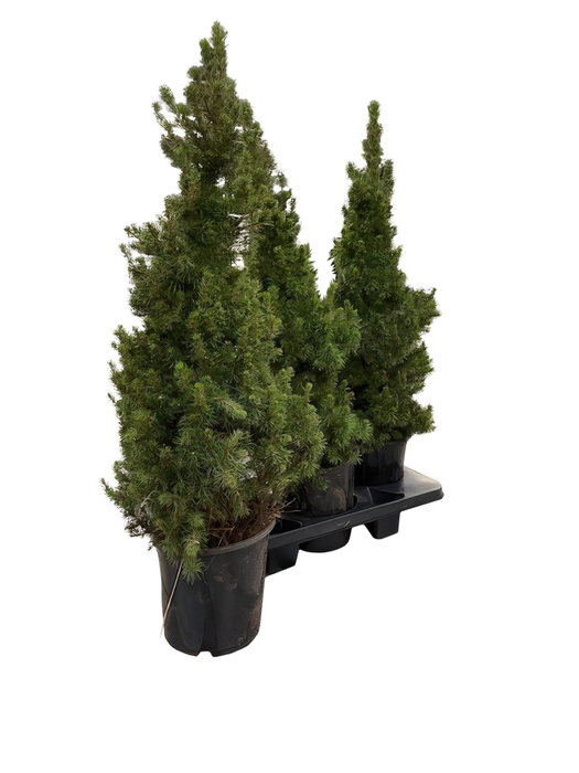 <h4>PICEA GL CONICA</h4>