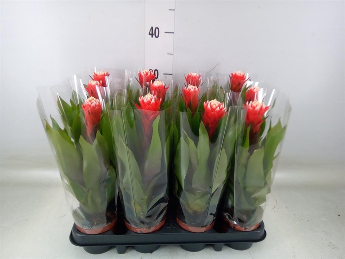 <h4>Planten   ... L%</h4>