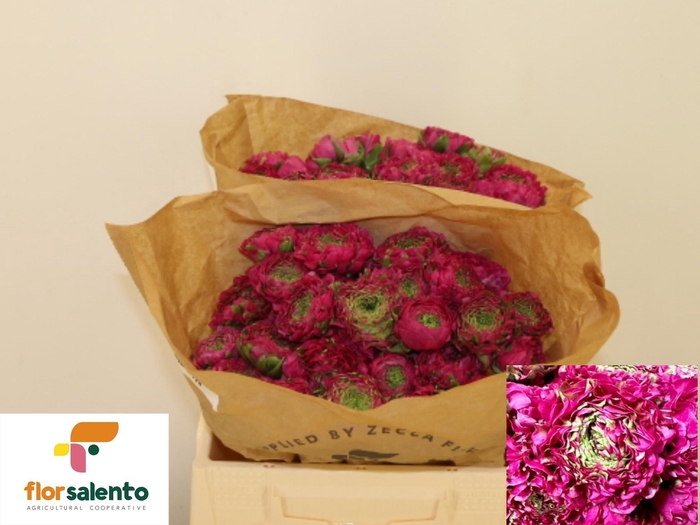 <h4>RAN PON PON ALADDIN</h4>