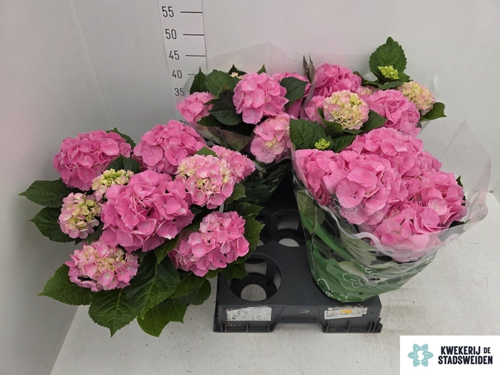 <h4>HYDR M MONACO</h4>