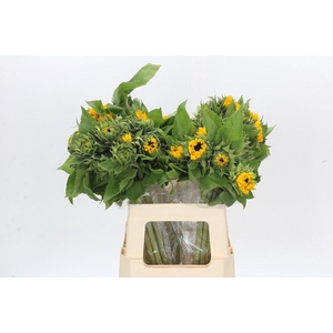 Helianthus Orange Fire