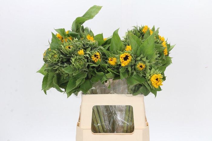 <h4>Helianthus Orange Fire</h4>