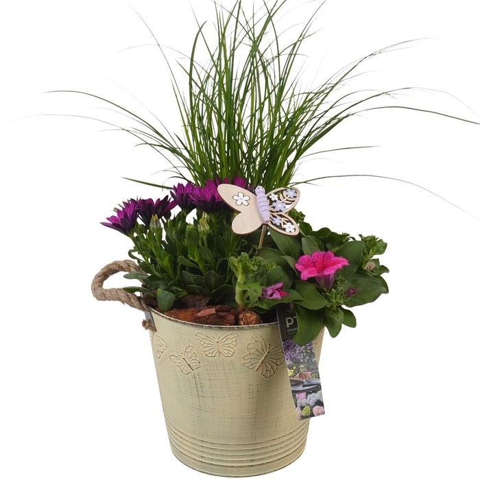 <h4>PTPP6811 Arrangement Patio in metalen bak</h4>