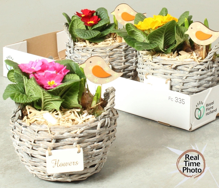 <h4>ARR TUINPLANTEN</h4>