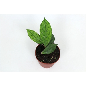 Hoya Water Drop (Irina) EPC964 12 cm