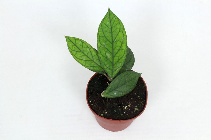 <h4>Hoya Water Drop (Irina) EPC964 12 cm</h4>