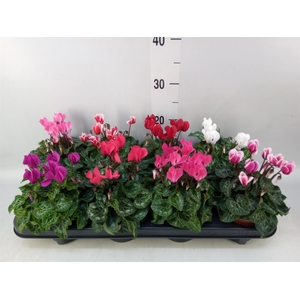 Cyclamen KL 'Carino'