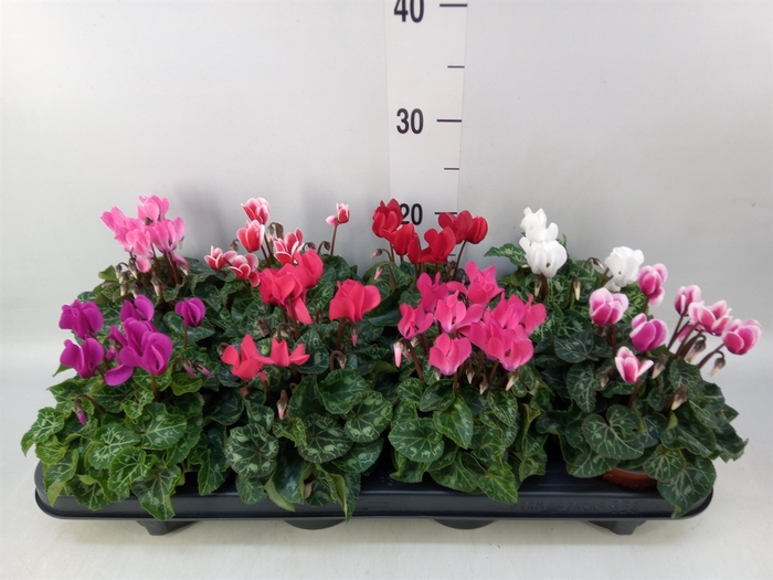 <h4>Cyclamen KL 'Carino'</h4>