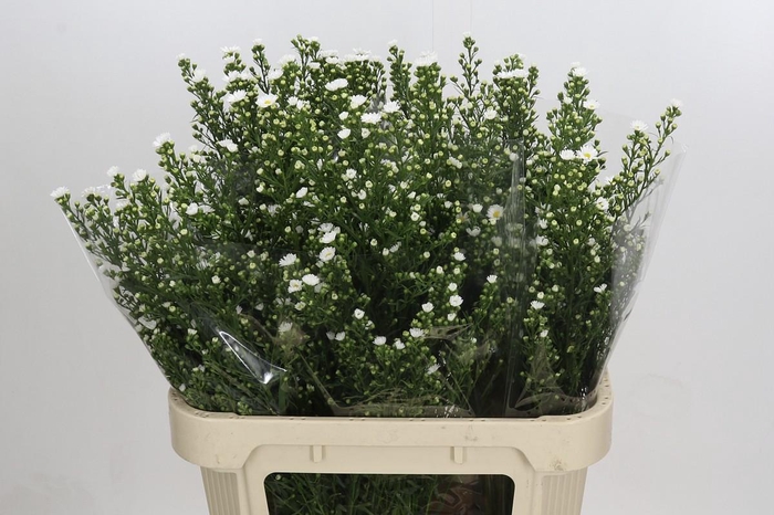 <h4>Aster Paquita</h4>