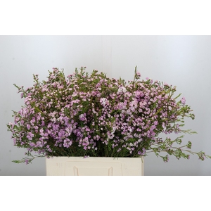 Chamelaucium Dancing Queen