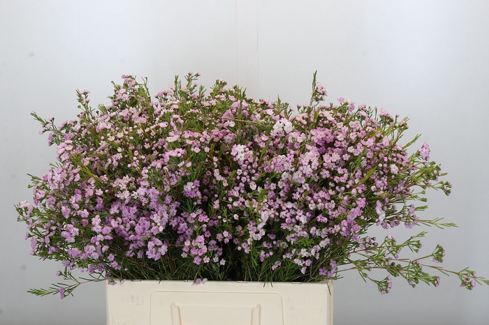 Chamelaucium Dancing Queen