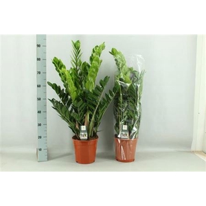 Zamio Zamiifolia
