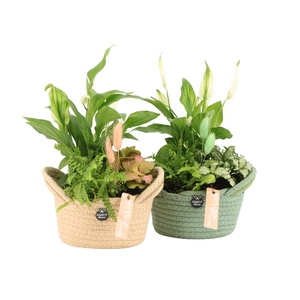 11519: Soft sculpture arrangement