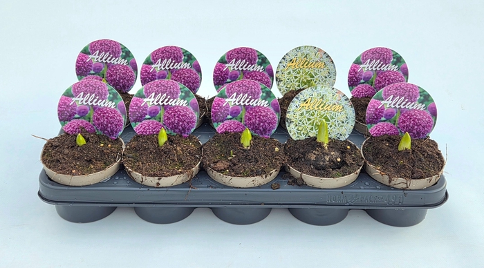 <h4>ALLI GLADIATOR</h4>