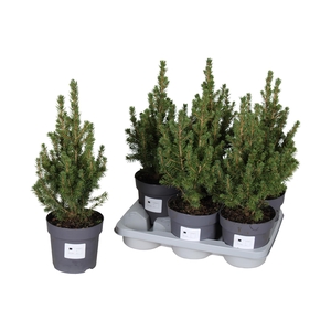 PICEA GL CONICA