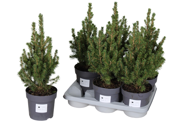 <h4>PICEA GL CONICA</h4>