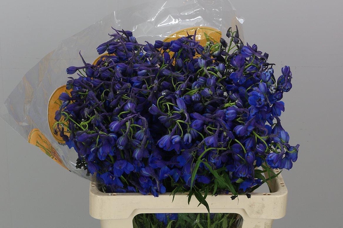 <h4>Delph En Donna</h4>